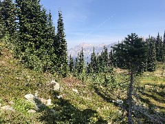 Maple Heather Trail, WA
